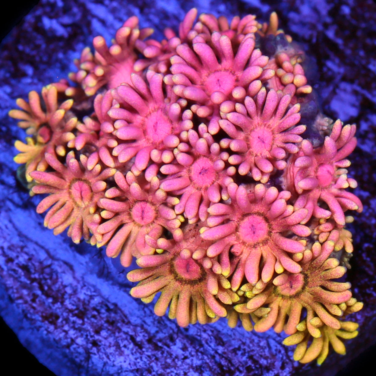 Yellow Rose Goniopora Coral