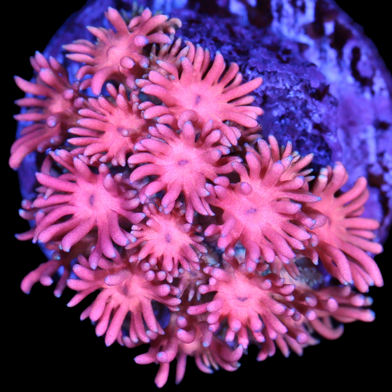 Crazy Pink Goniopora Coral