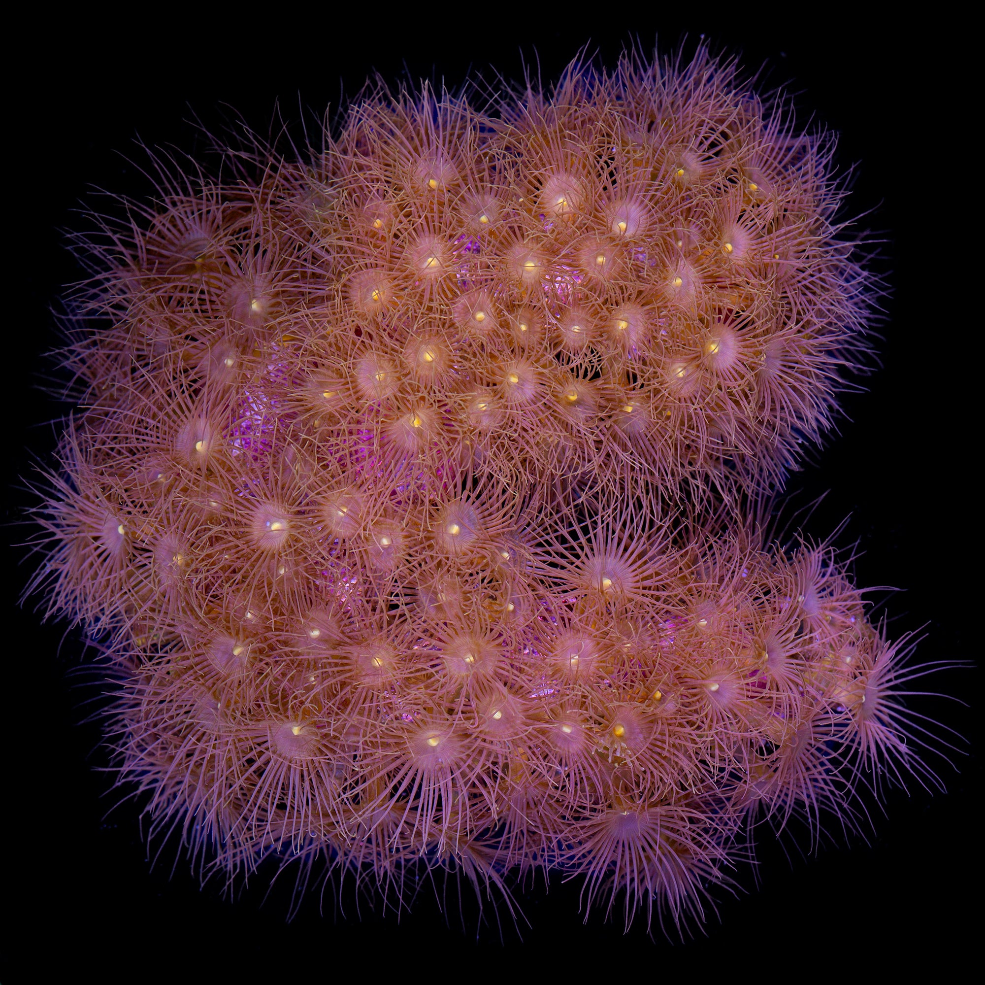 Yellow Polyps Colony