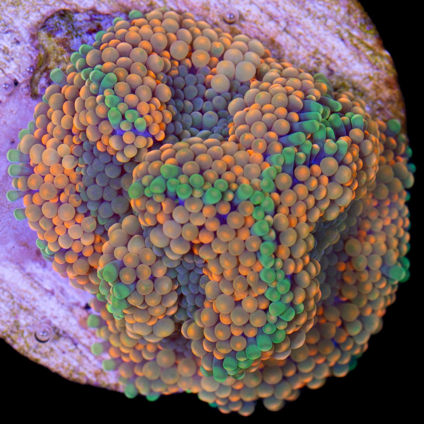 Multi-Color Orange Ricordea Florida Mushroom Coral