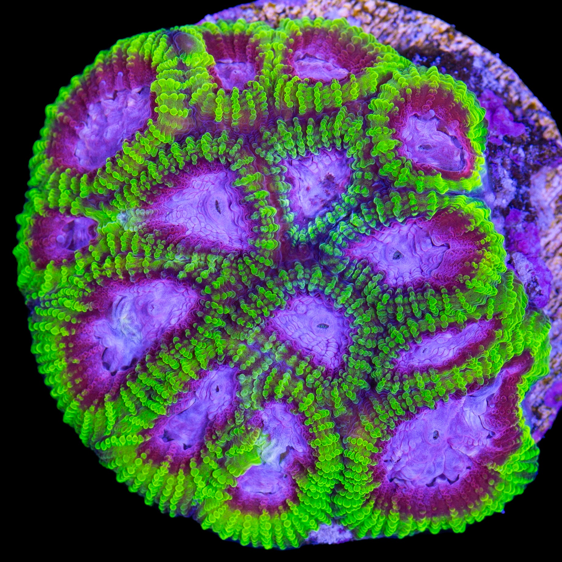 Raptor's Peace Favia Coral