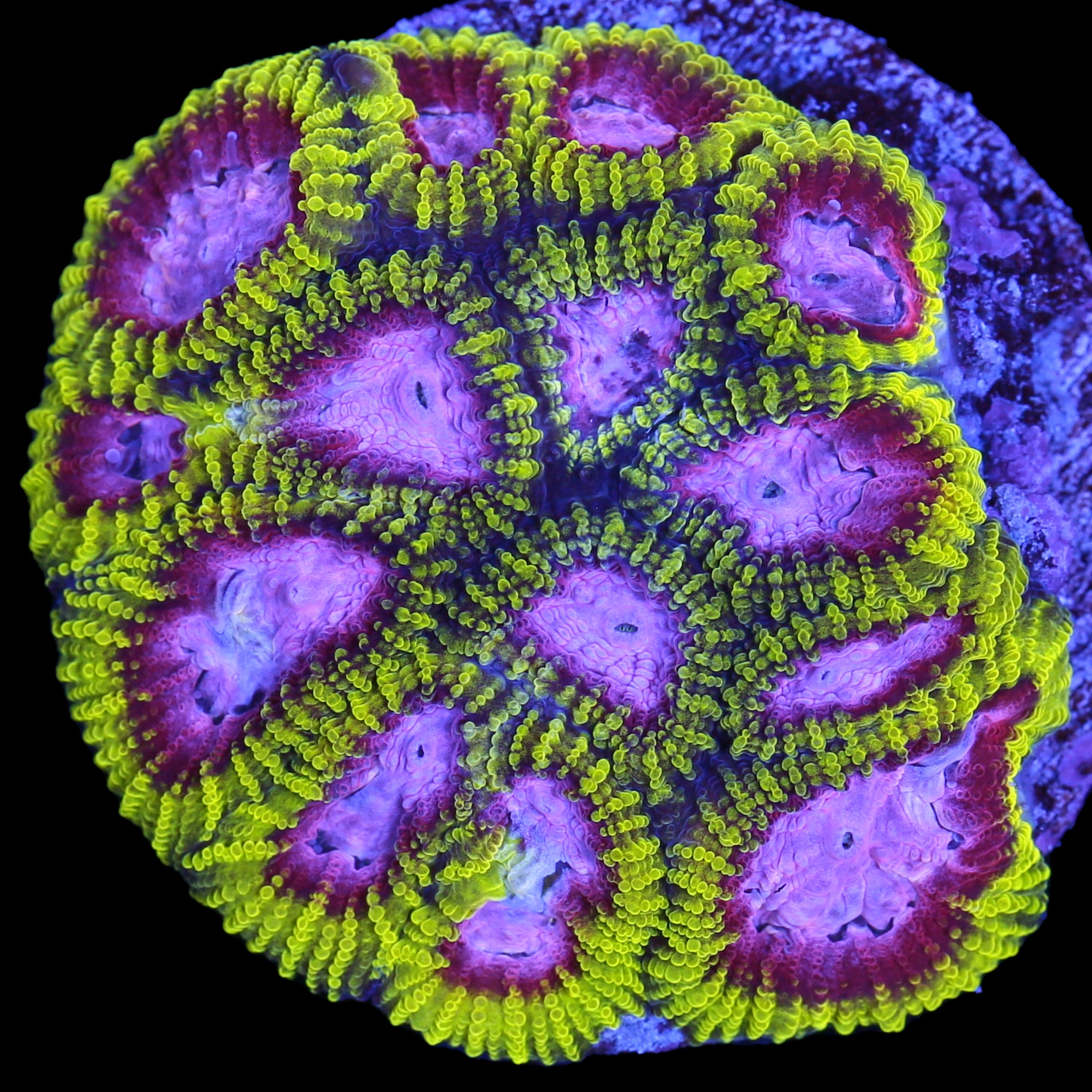 Raptor's Peace Favia Coral