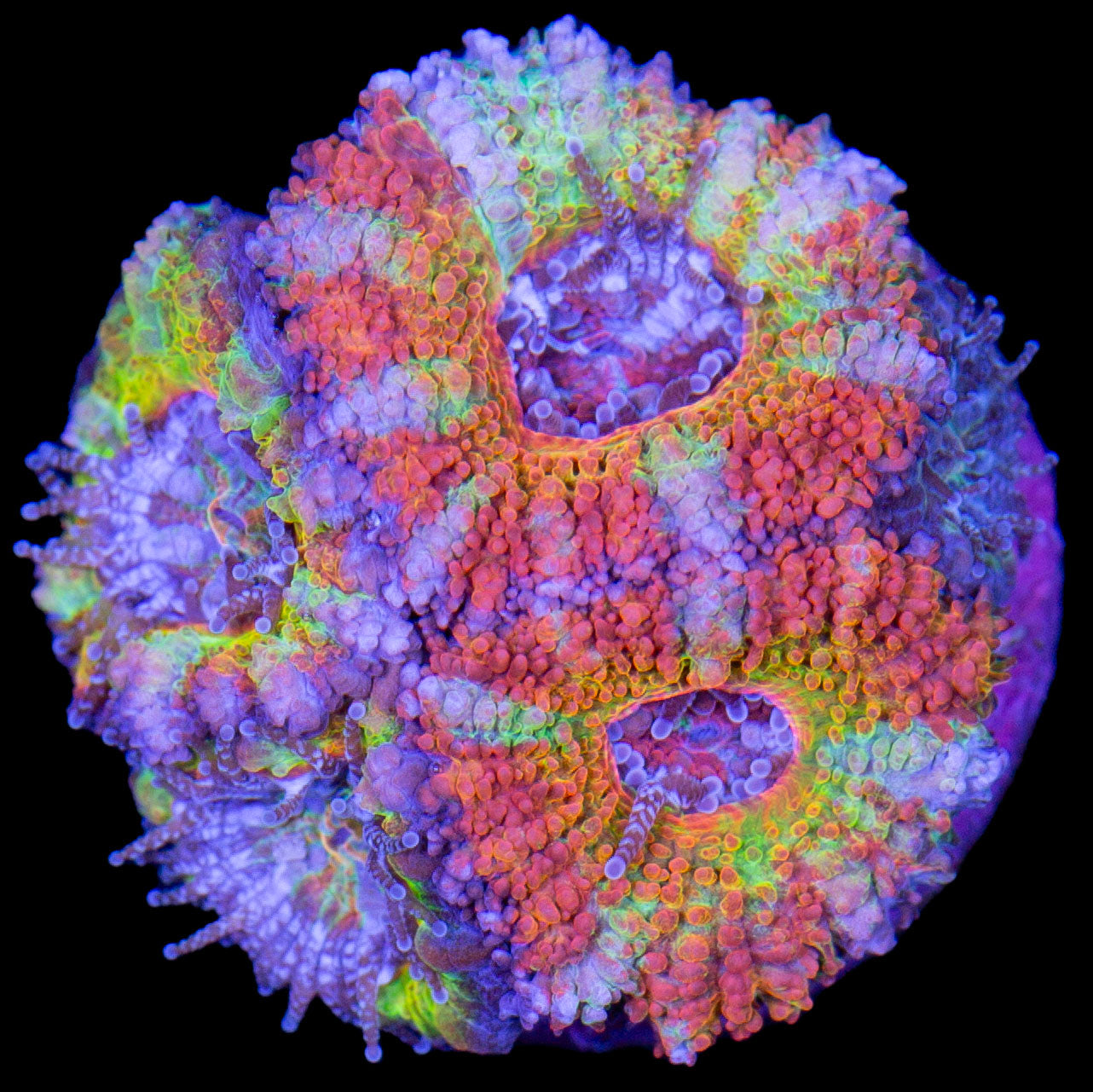 Ultra Rainbow Acan Lord Coral