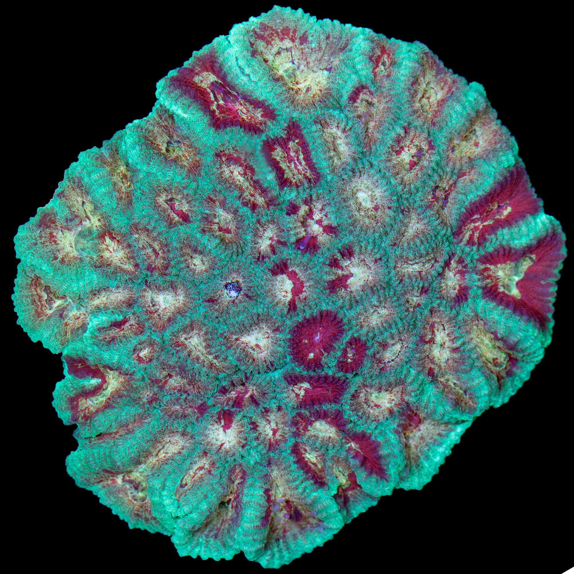 Aqua-cultured Heartbreaker Favia Coral Colony