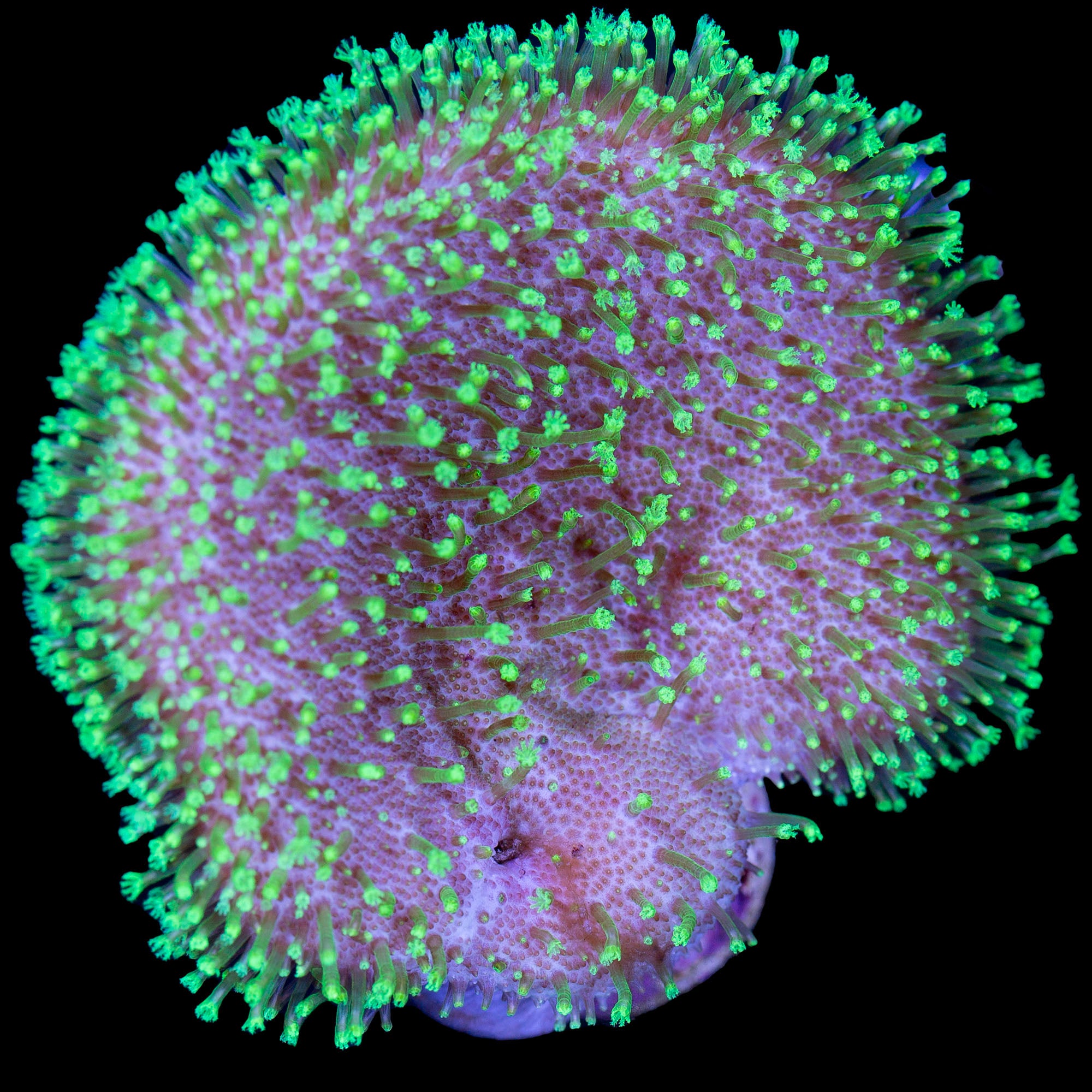 Green Polyped Toadstool Leather Coral - Vivid Aquariums