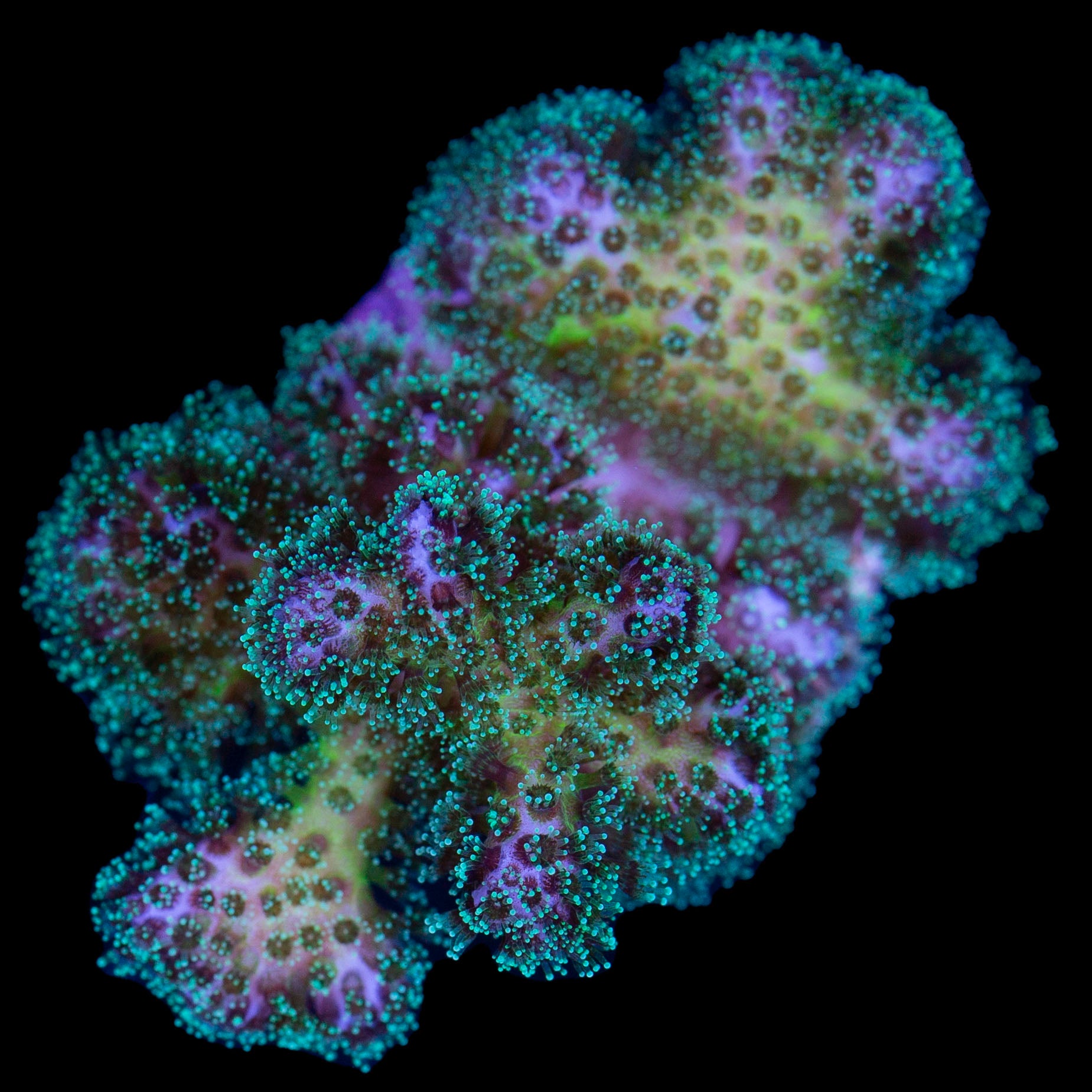 Pink & Green Pocillopora Coral