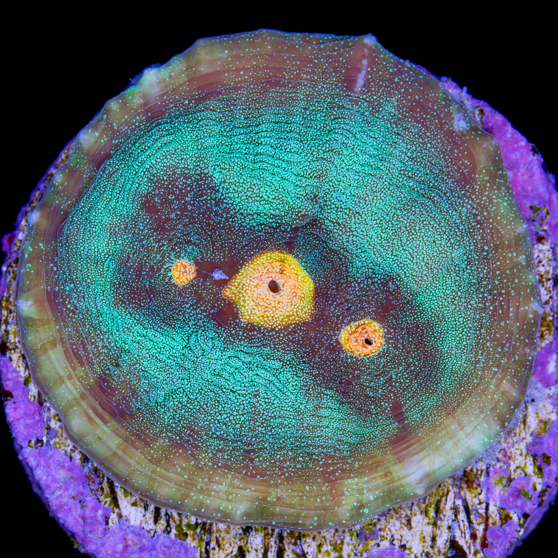 Yellow Eye Mycedium Coral