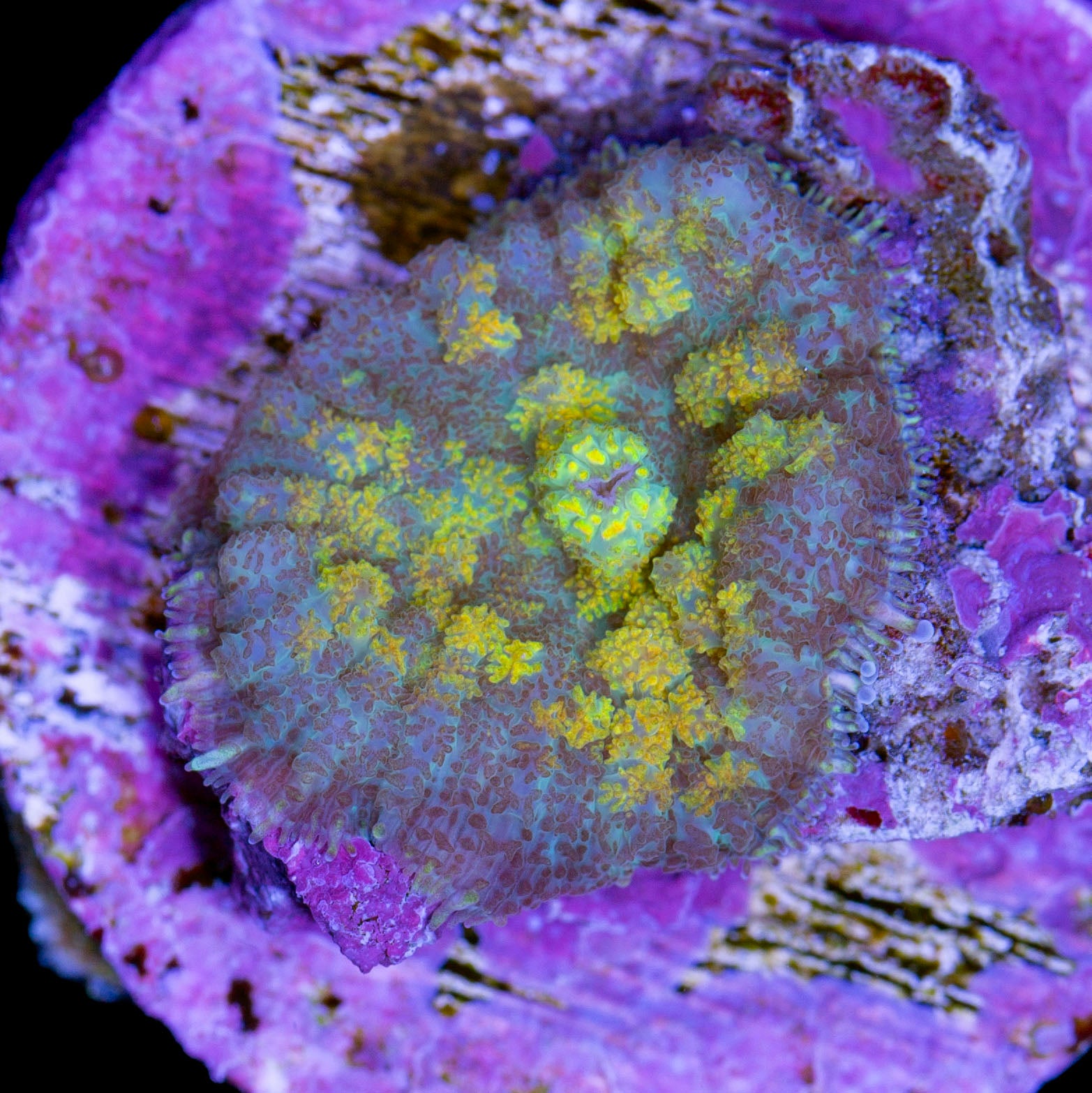 Gatorade Mushroom Coral