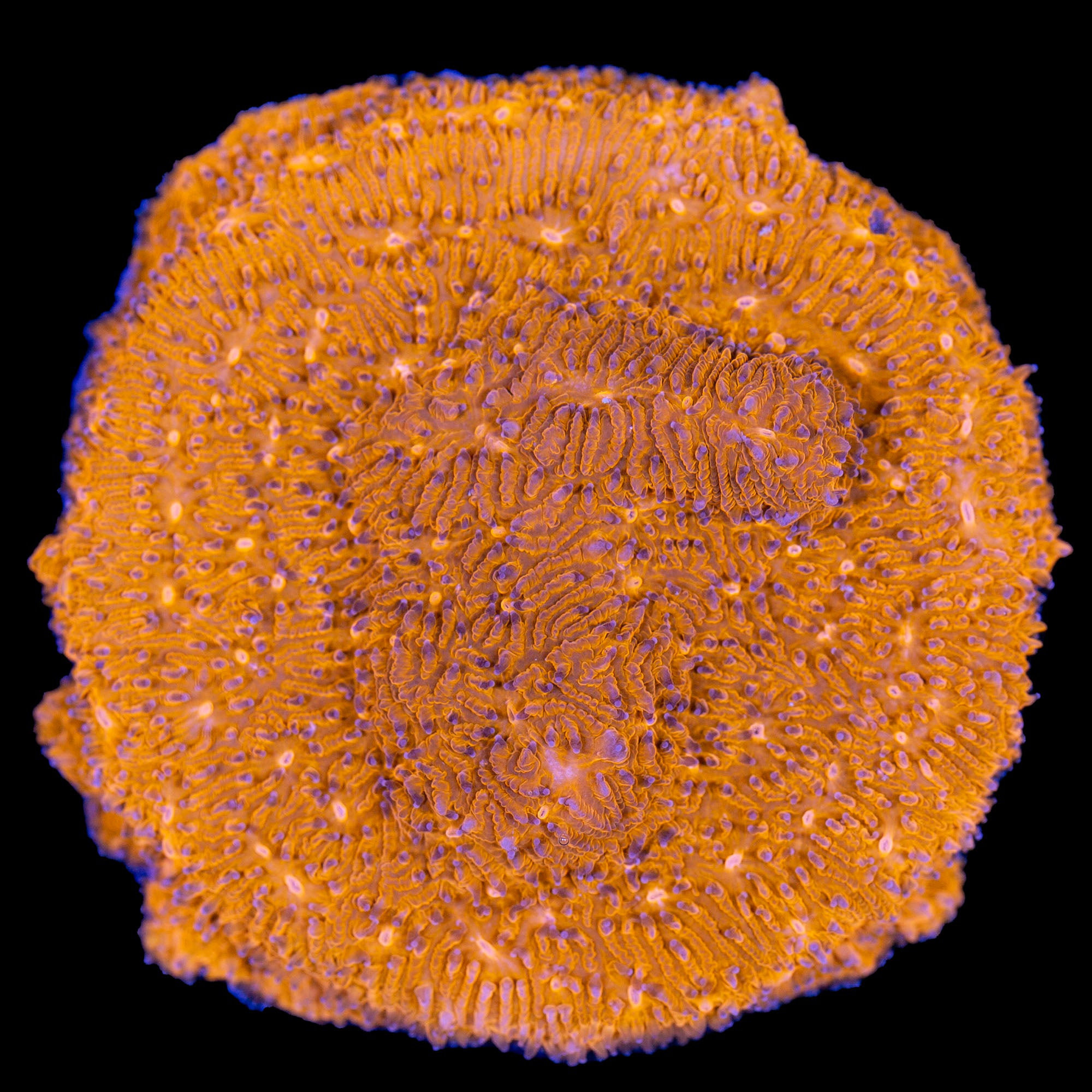 Orange Lithophyllon Coral