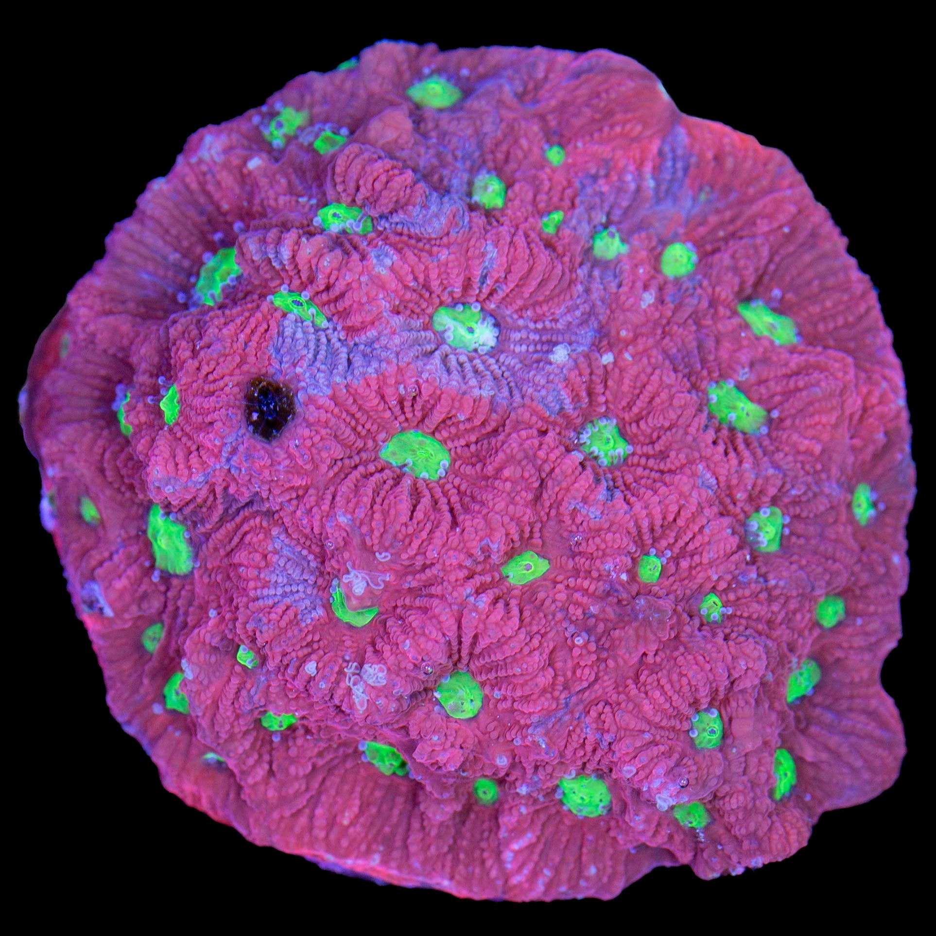 Fire & Ice War Coral