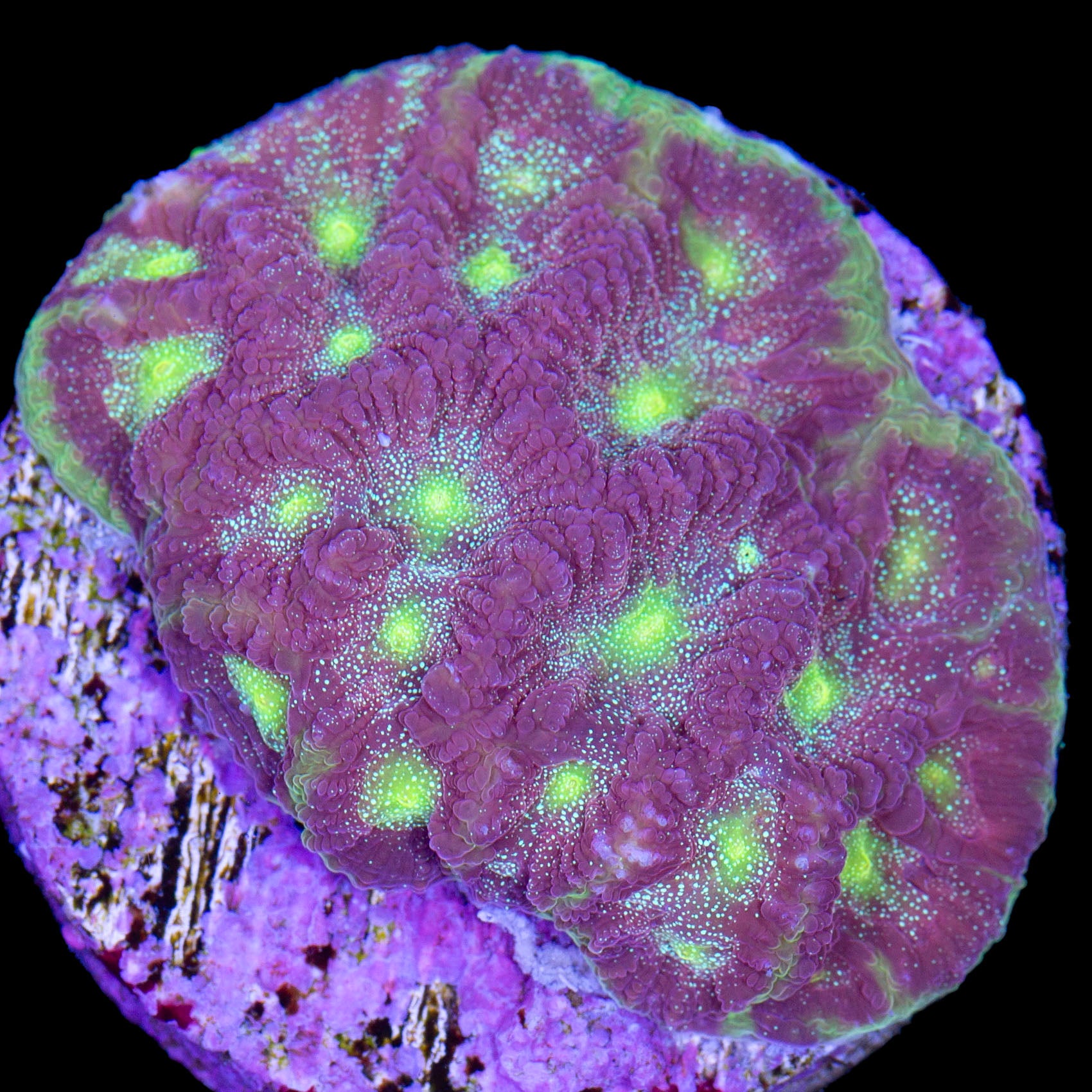 Fairy Dust Favia Coral