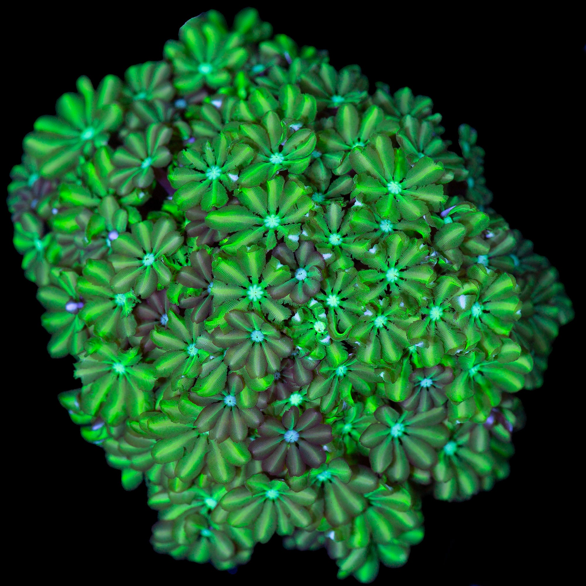 Neon Green Pipe Organ Coral