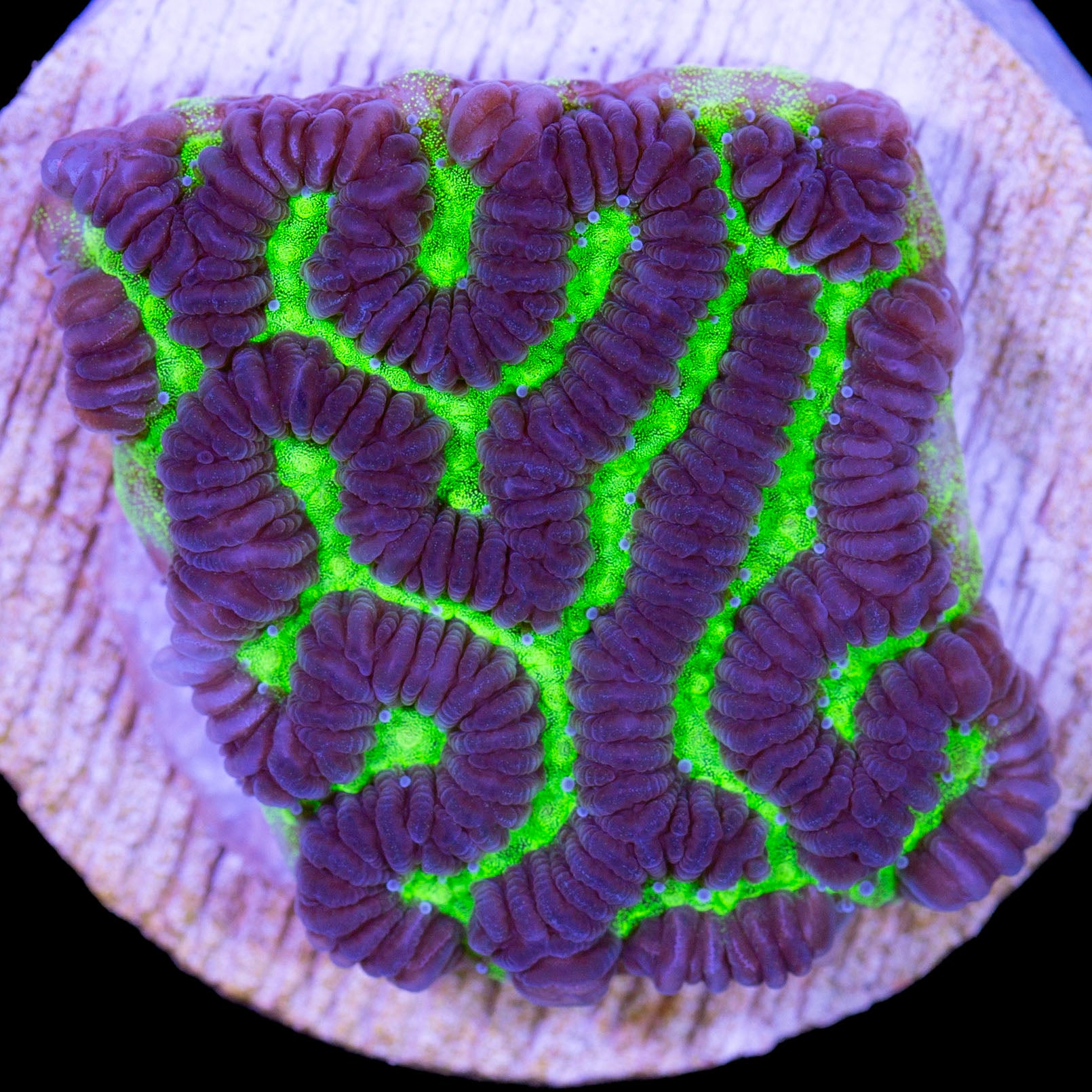 Jake's Leptoria Maze Coral
