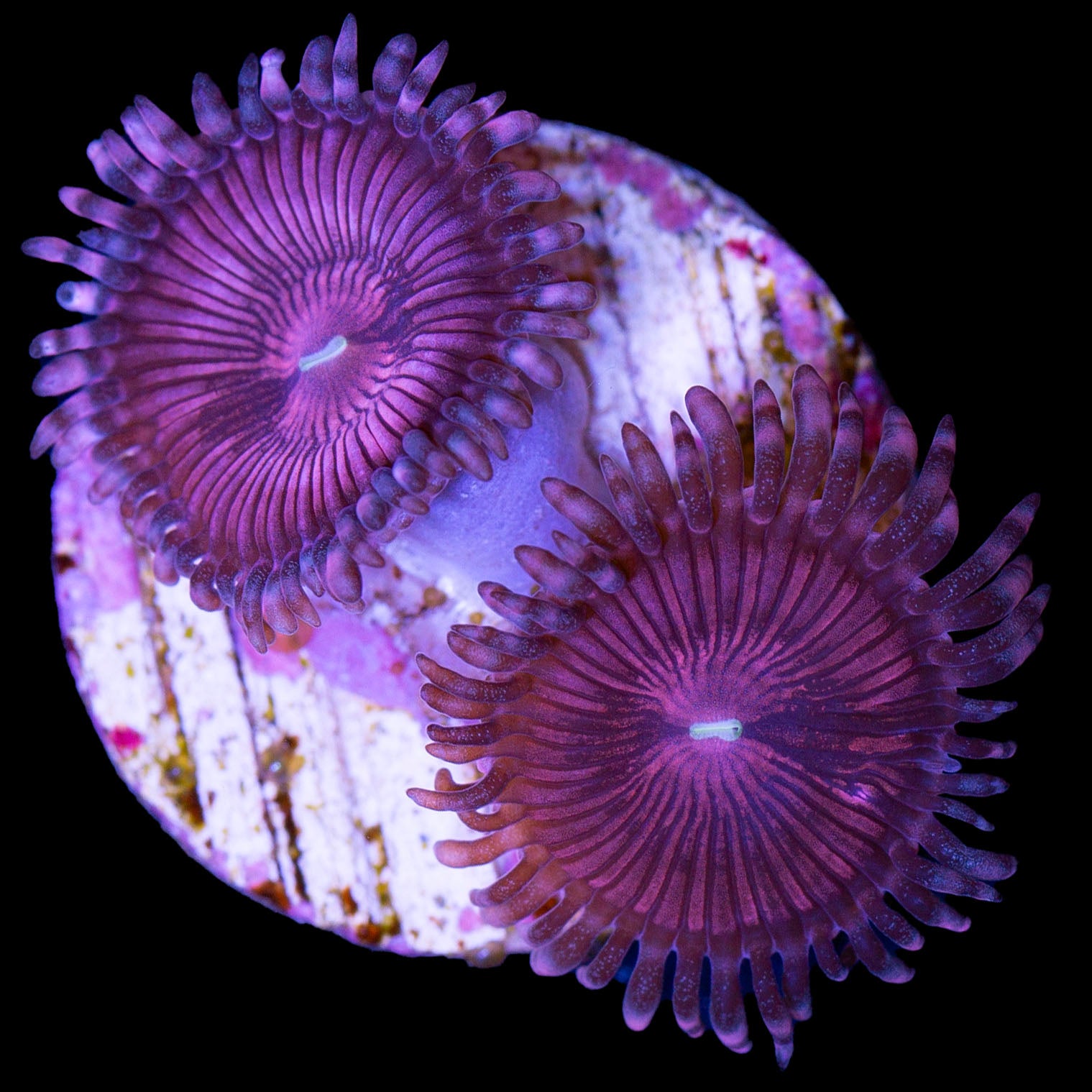 Vivid's Terrafire Zoanthid Coral (New Release)