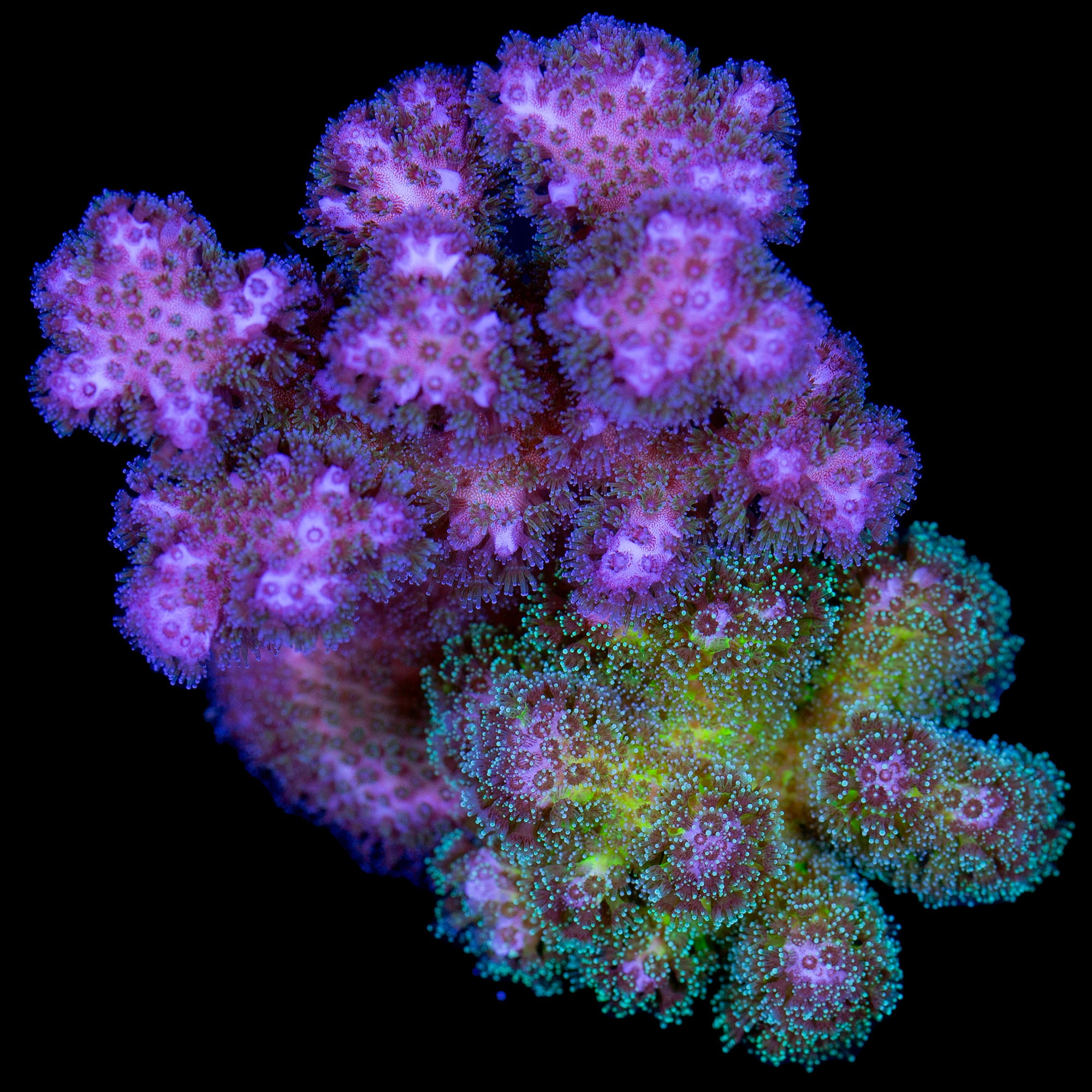 Ultra Pocillopora Coral