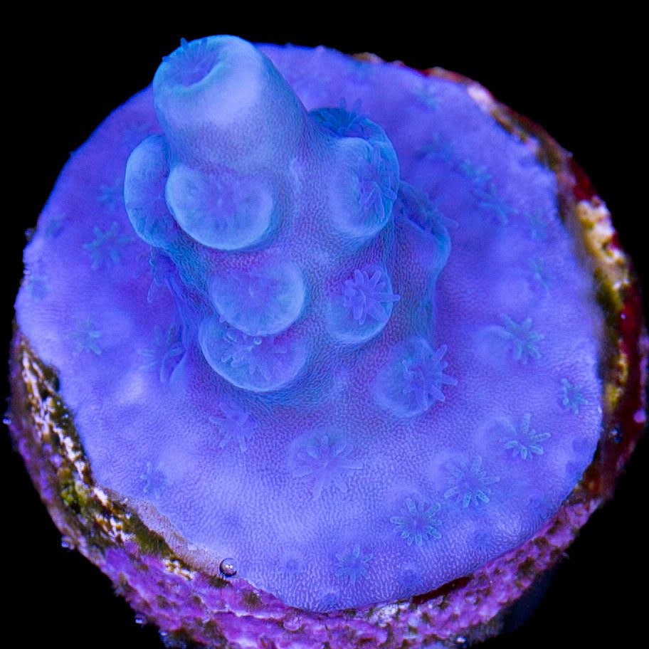 Oregon Blue Tort Acropora Coral - Vivid Aquariums