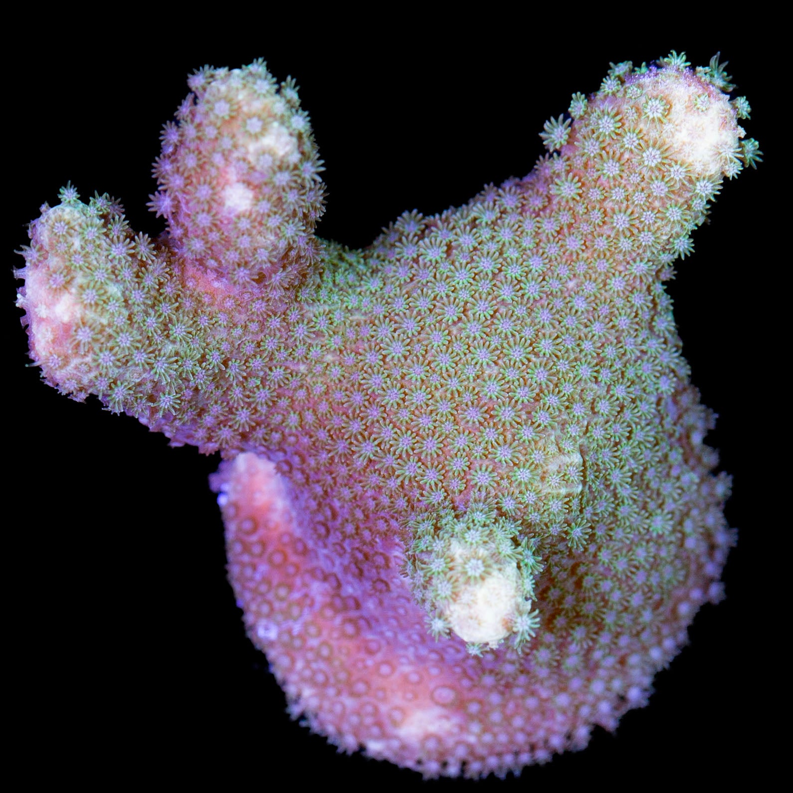 Branching Porites Coral