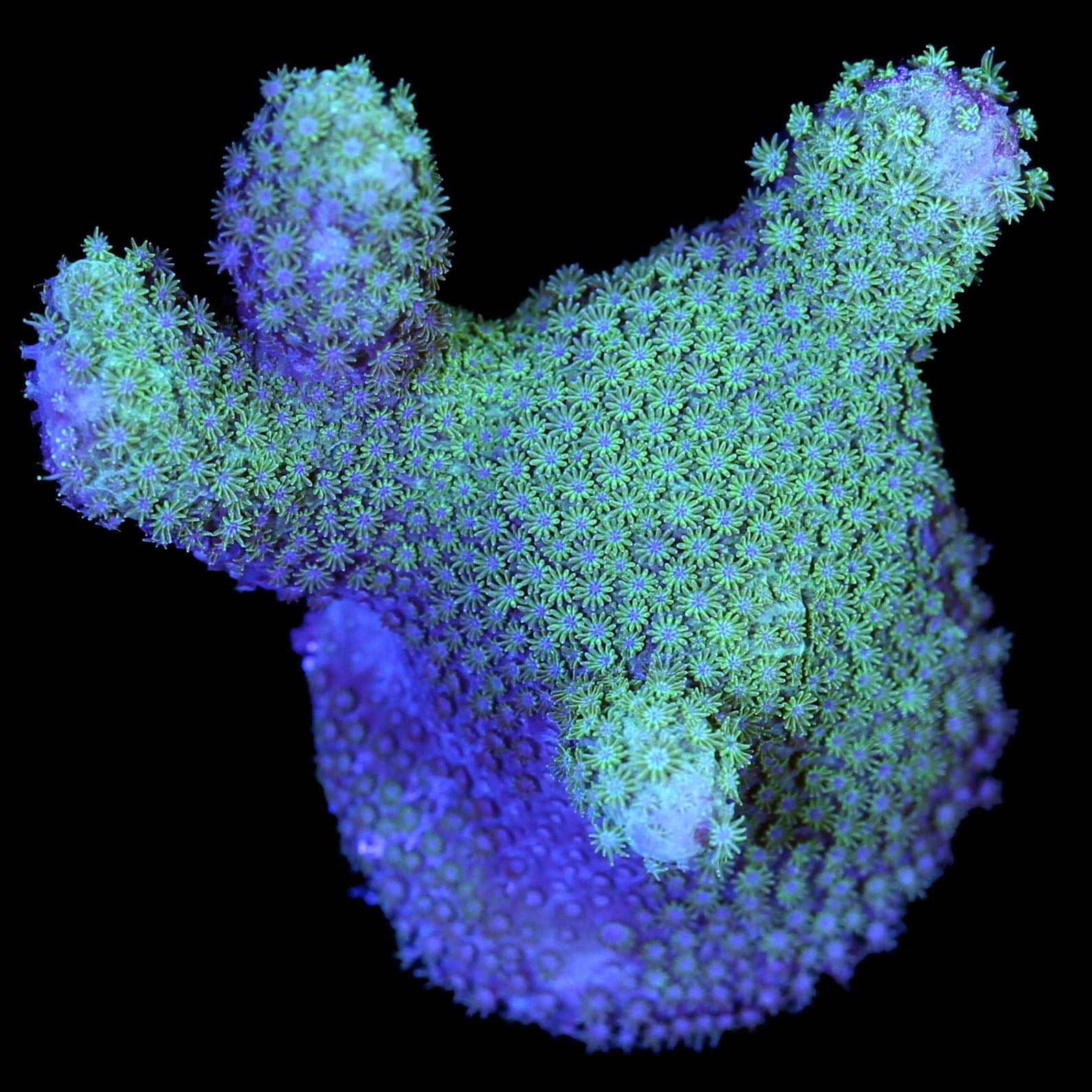 Branching Porites Coral