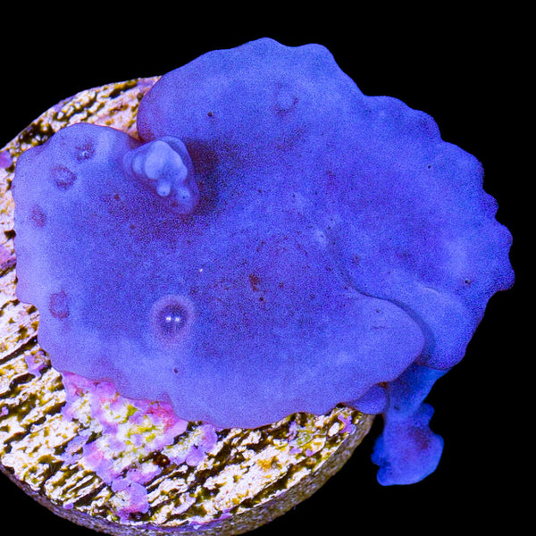 Artificial Coral Sponge Blue / Purple L