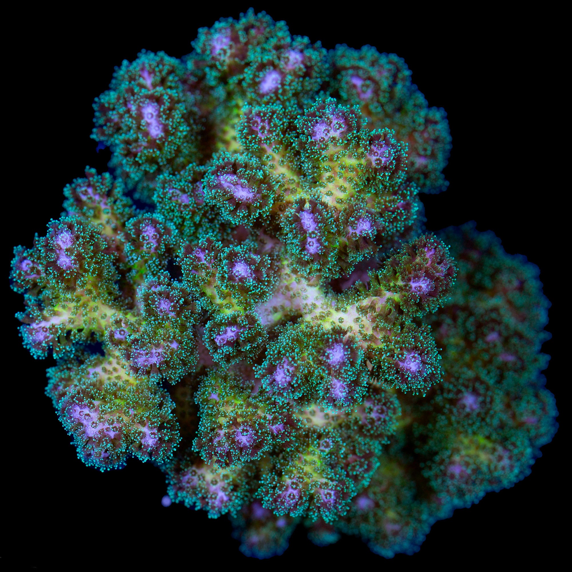 Purple & Green Pocillopora Coral