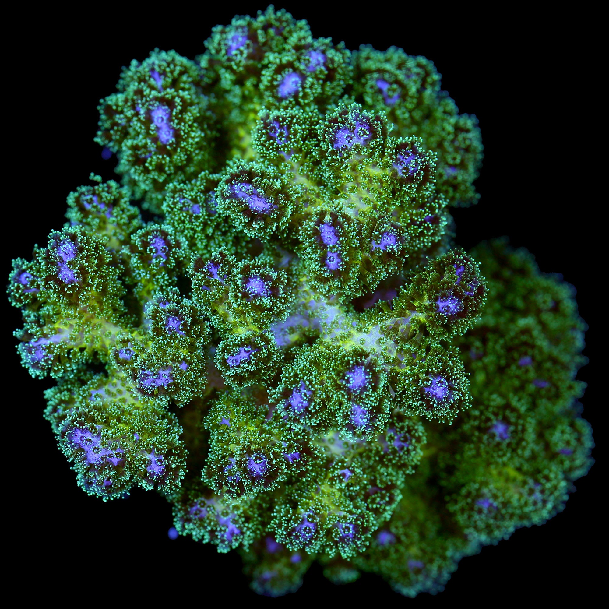 Purple & Green Pocillopora Coral