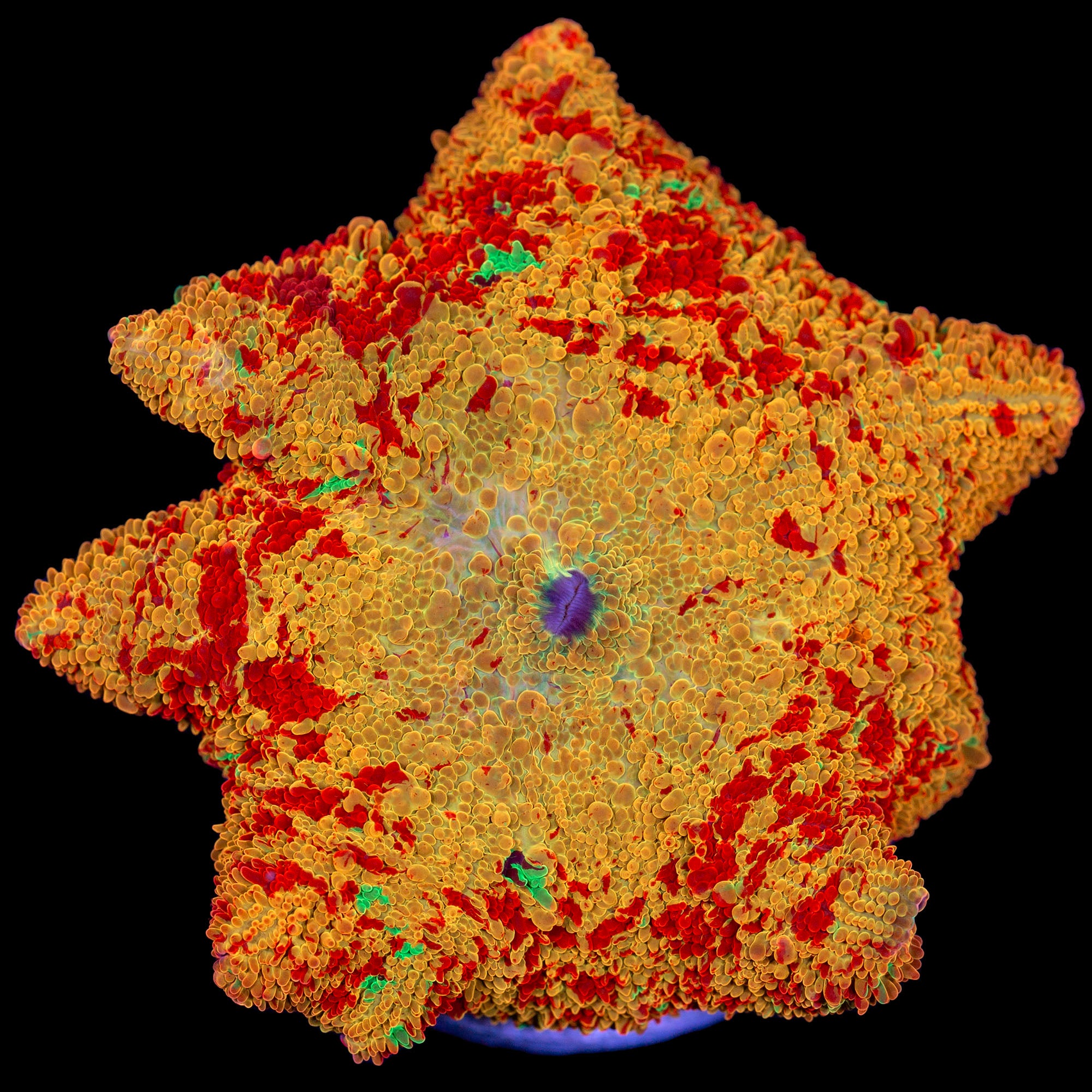 XL Four Color Jawbreaker Mushroom with specks of purple Vivid Aquariums