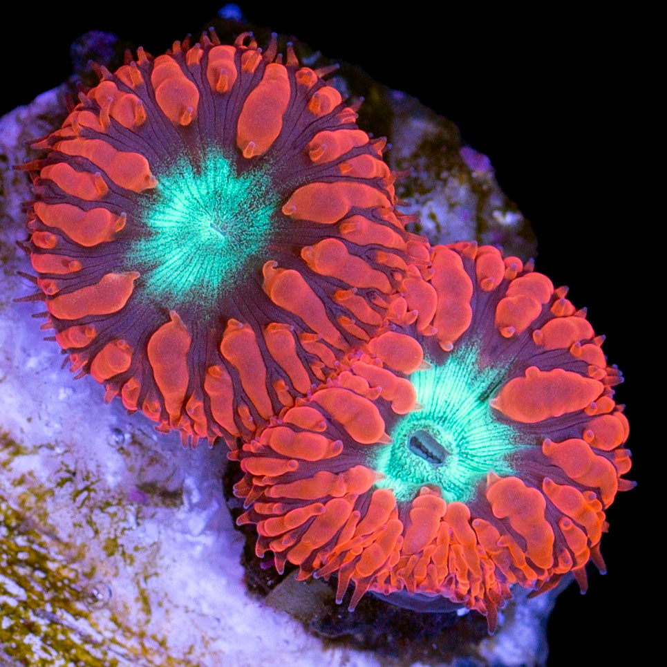 Red & Green Blastomussa Coral