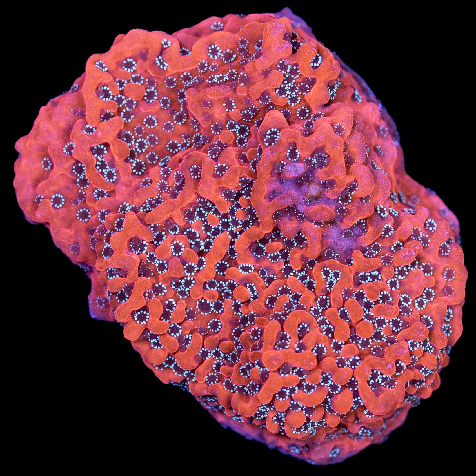 Megatron Montipora Coral