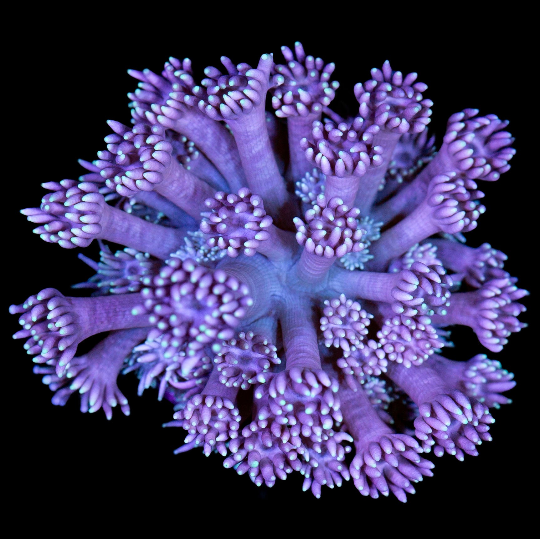Vivid's Kaleidoscope Goniopora Coral
