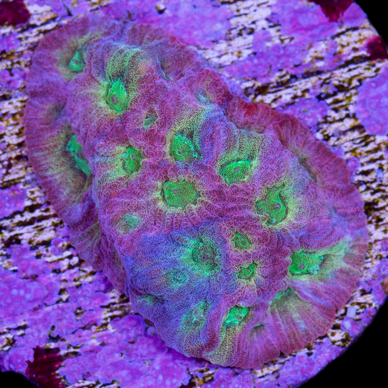 Dayglow Favia Coral