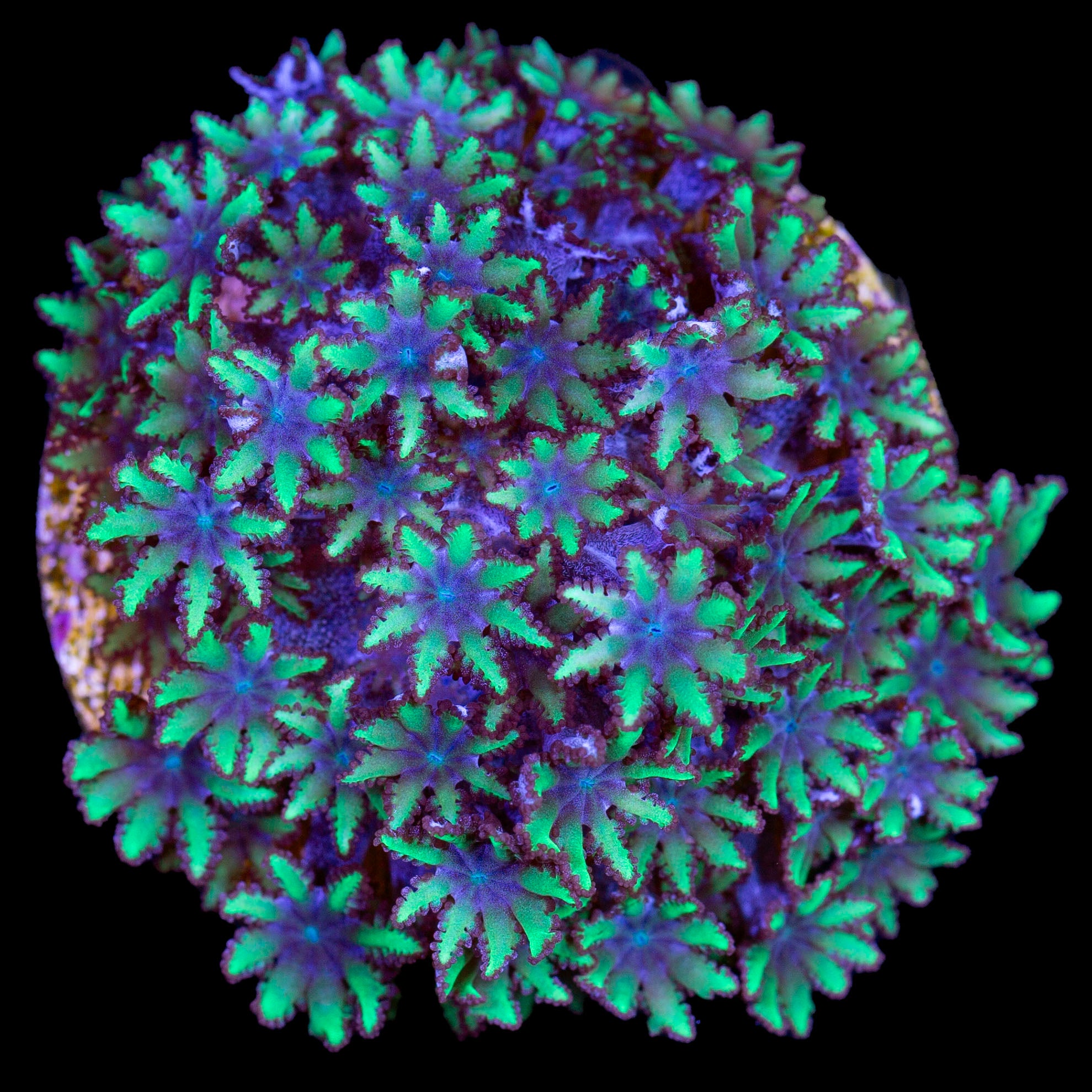 Atomic Sympodium Coral