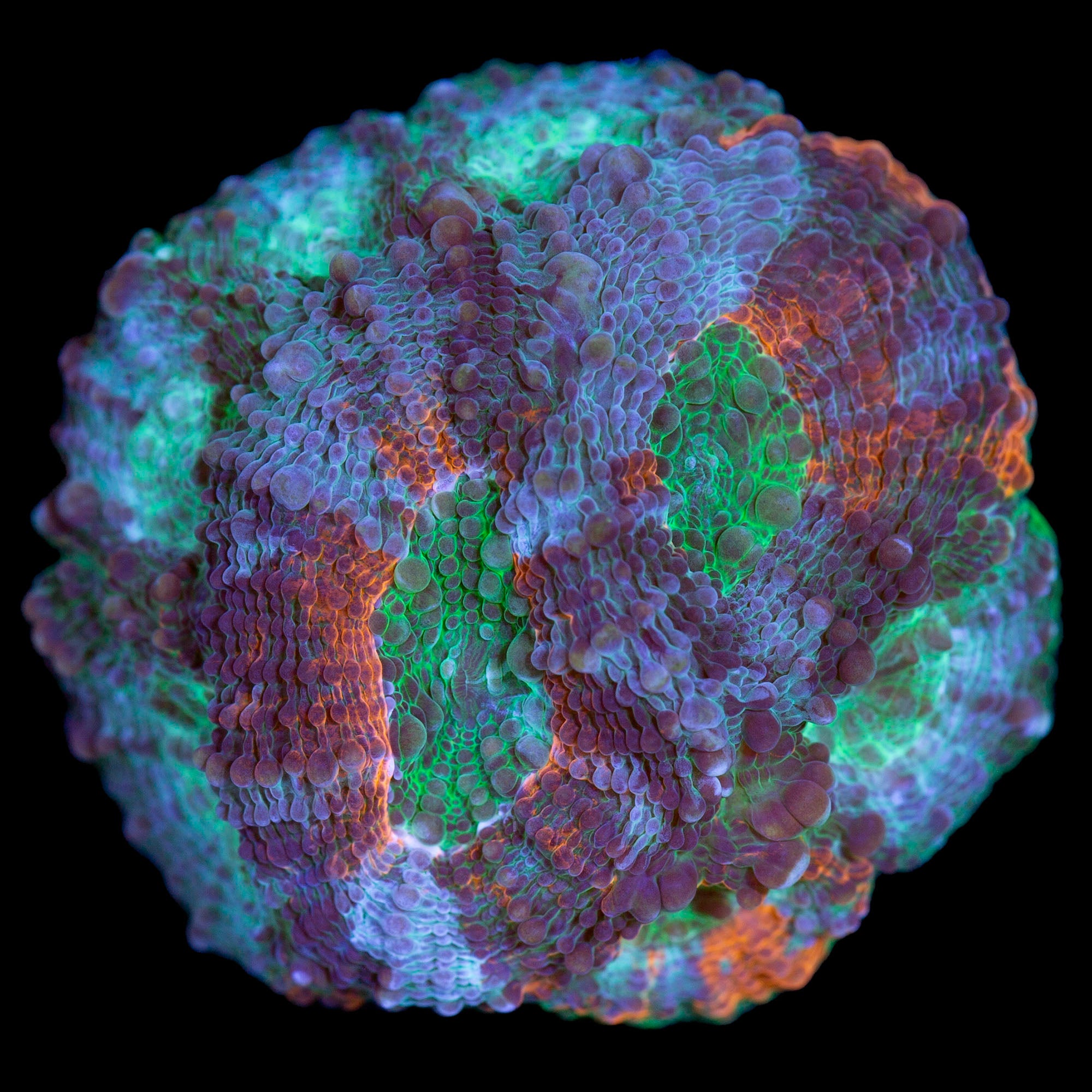 Rainbow Acan Echinata Coral