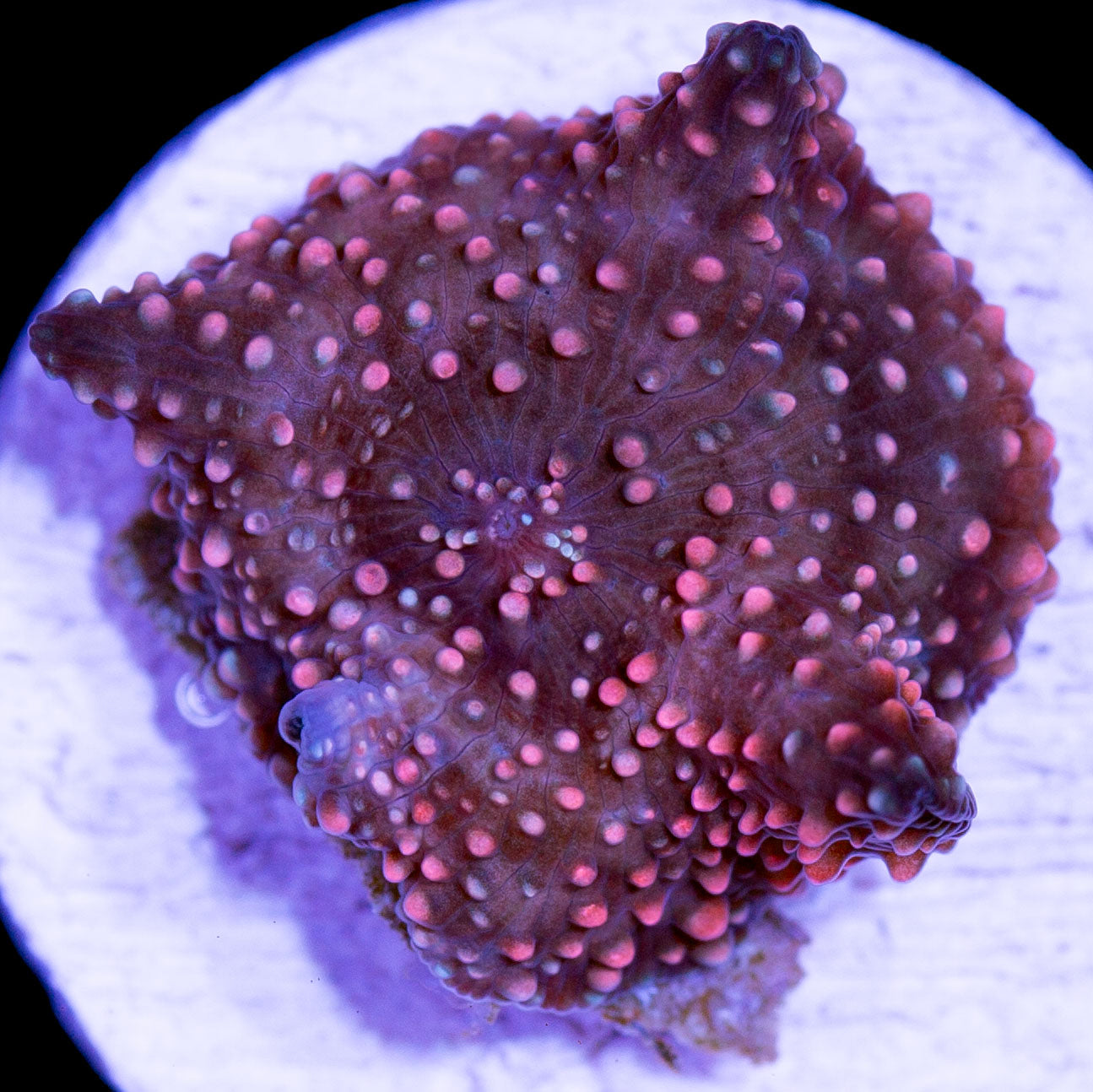 Red Speckled Mushroom
