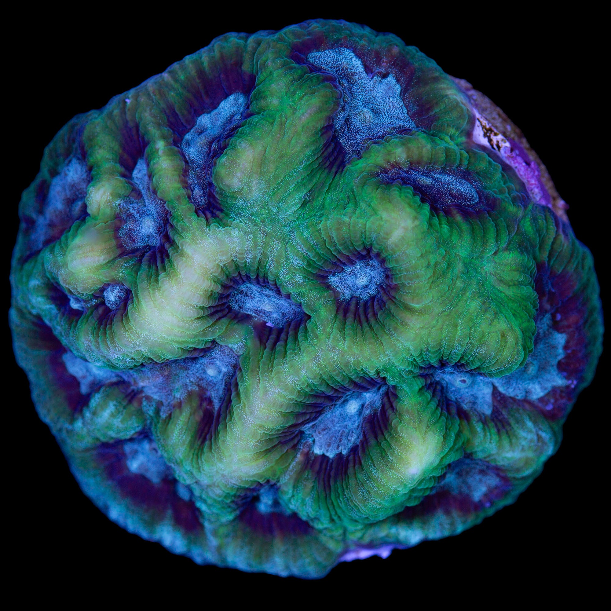 Ultra Blue Green Favia Coral