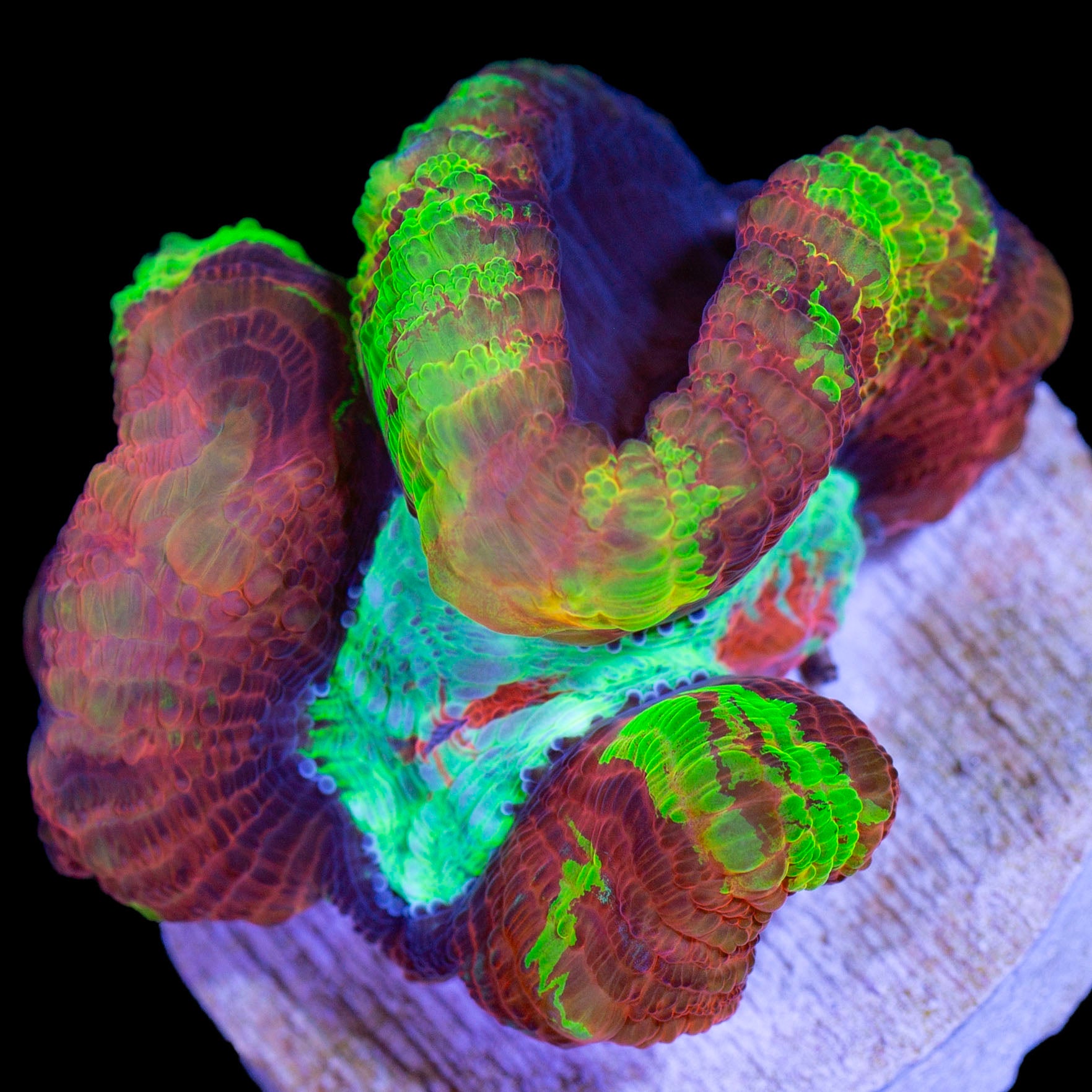 Insane Rainbow Symphyllia Wilsoni Coral - Vivid Aquariums