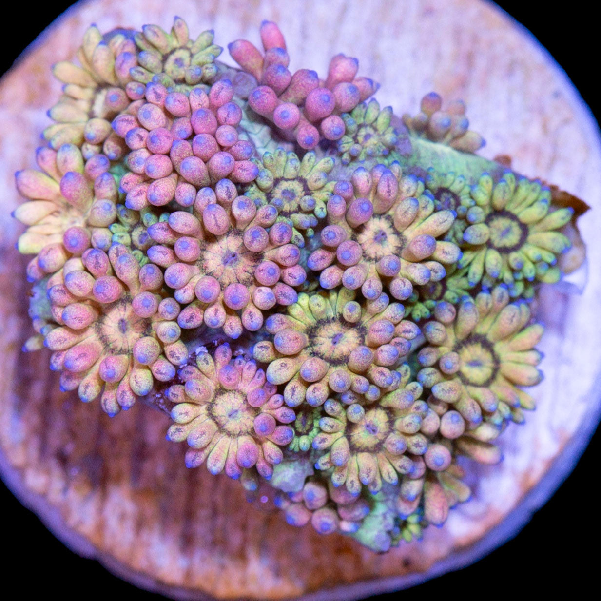 Vivid's Pastel Rainbow Goniopora - New Release