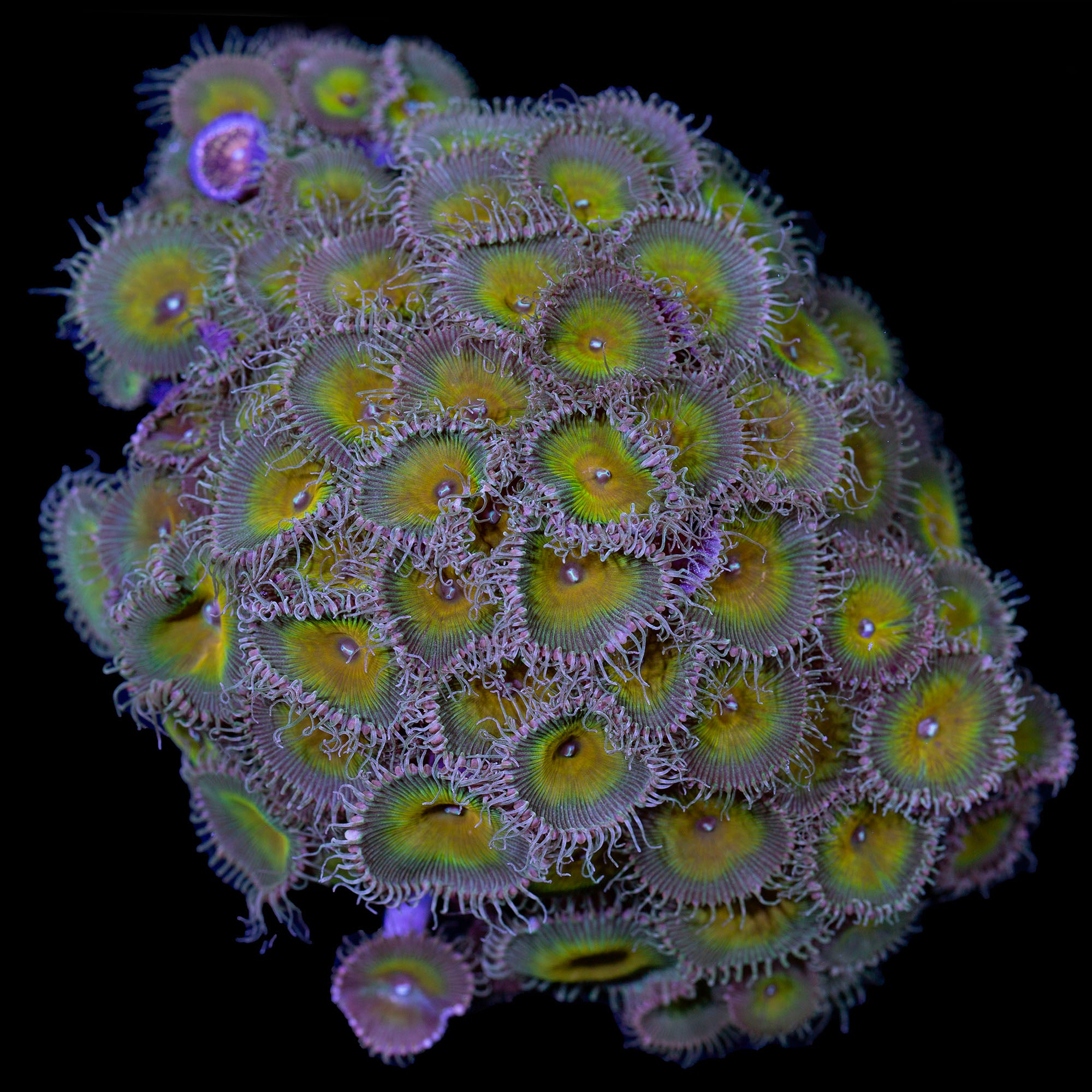 Nuclear Green Zoanthid Colony