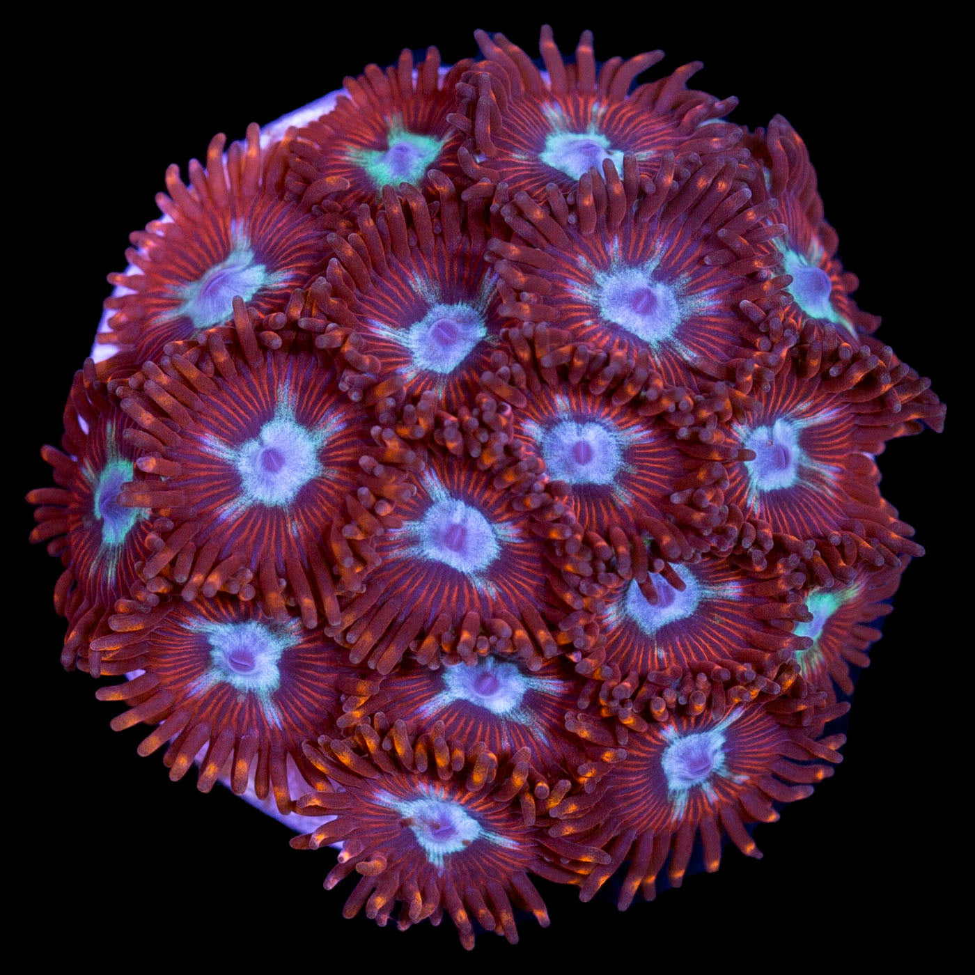 Vivid's P-Star Zoanthid Coral