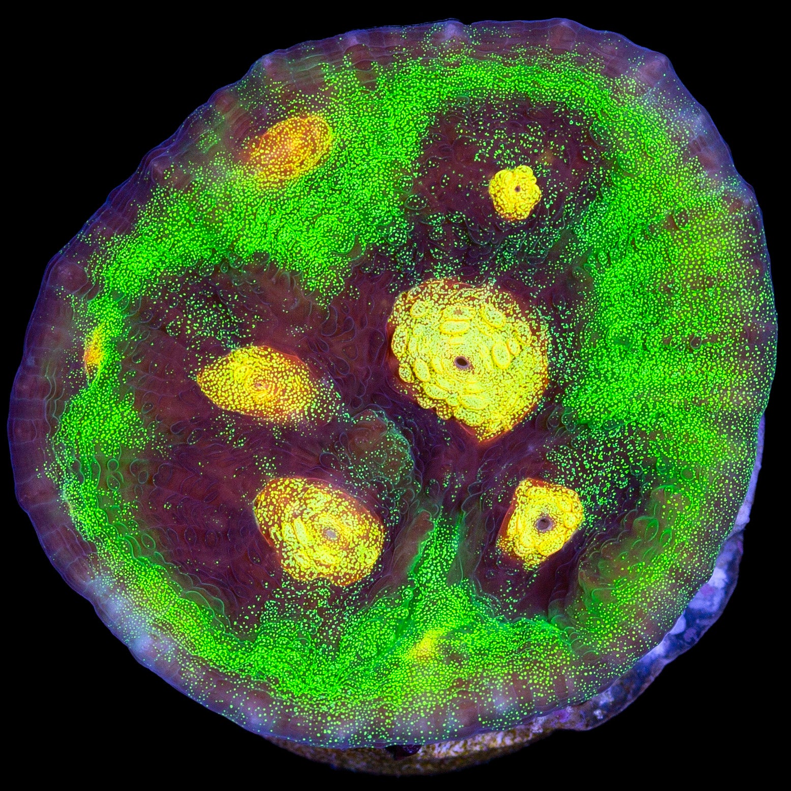 Raja Rampage Mycedium Coral