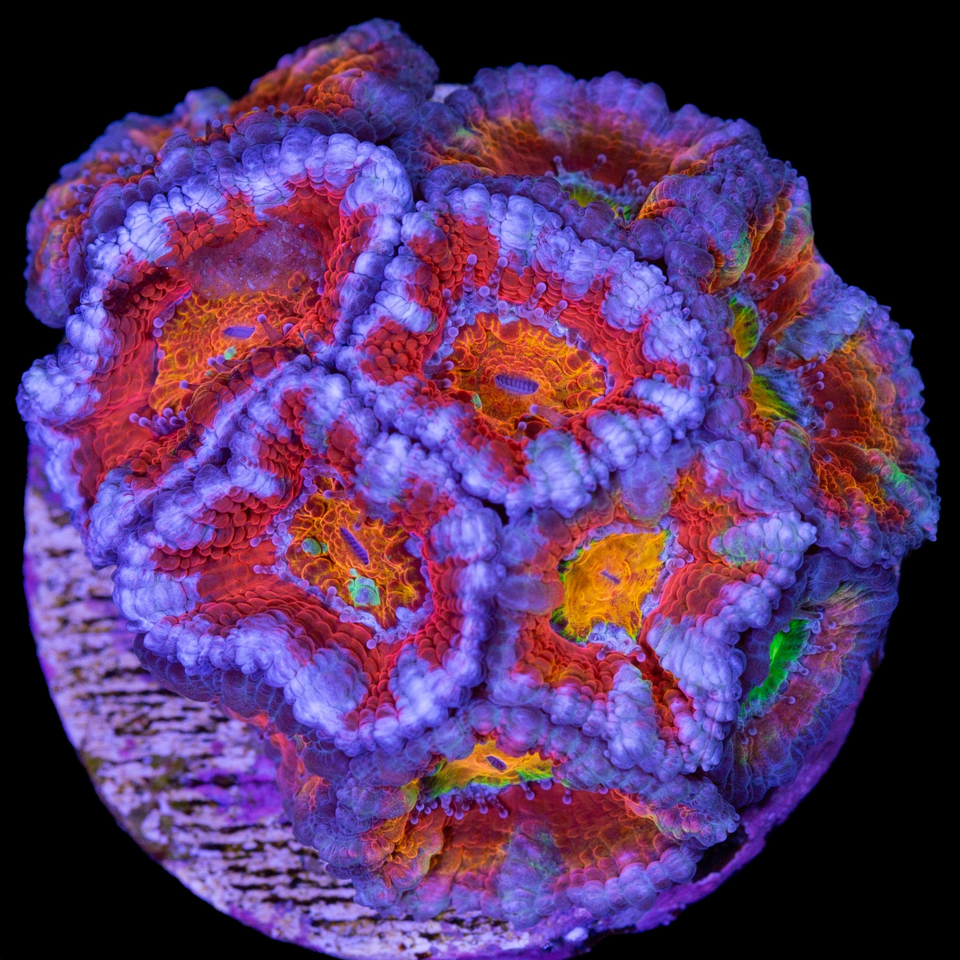 Ultra Rainbow Acan Lord Coral