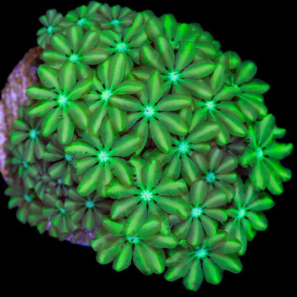 Vivid's Neon Green Pipe Organ | Buy Live Coral for Sale | Vivid