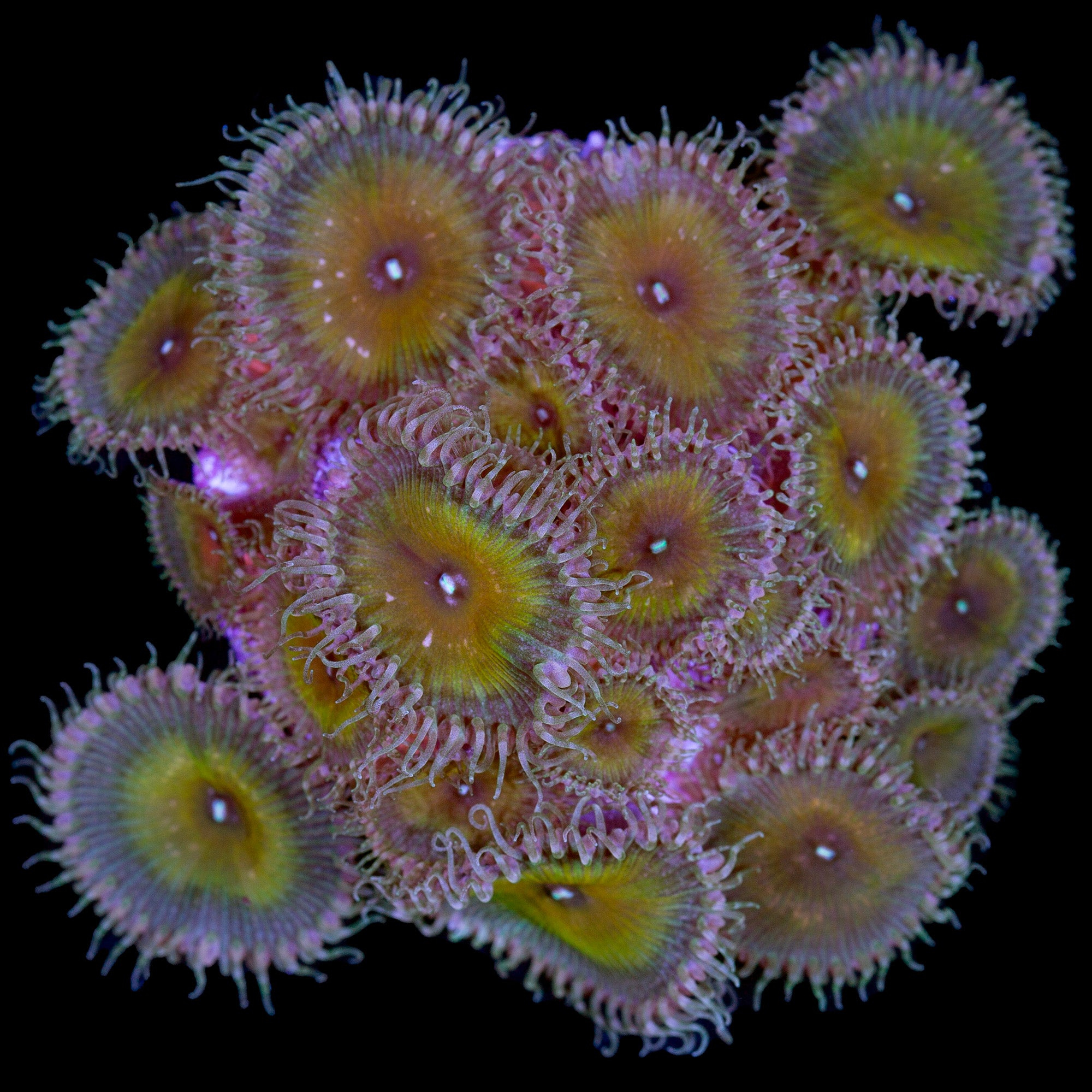 Nuclear Green Protopaly Coral