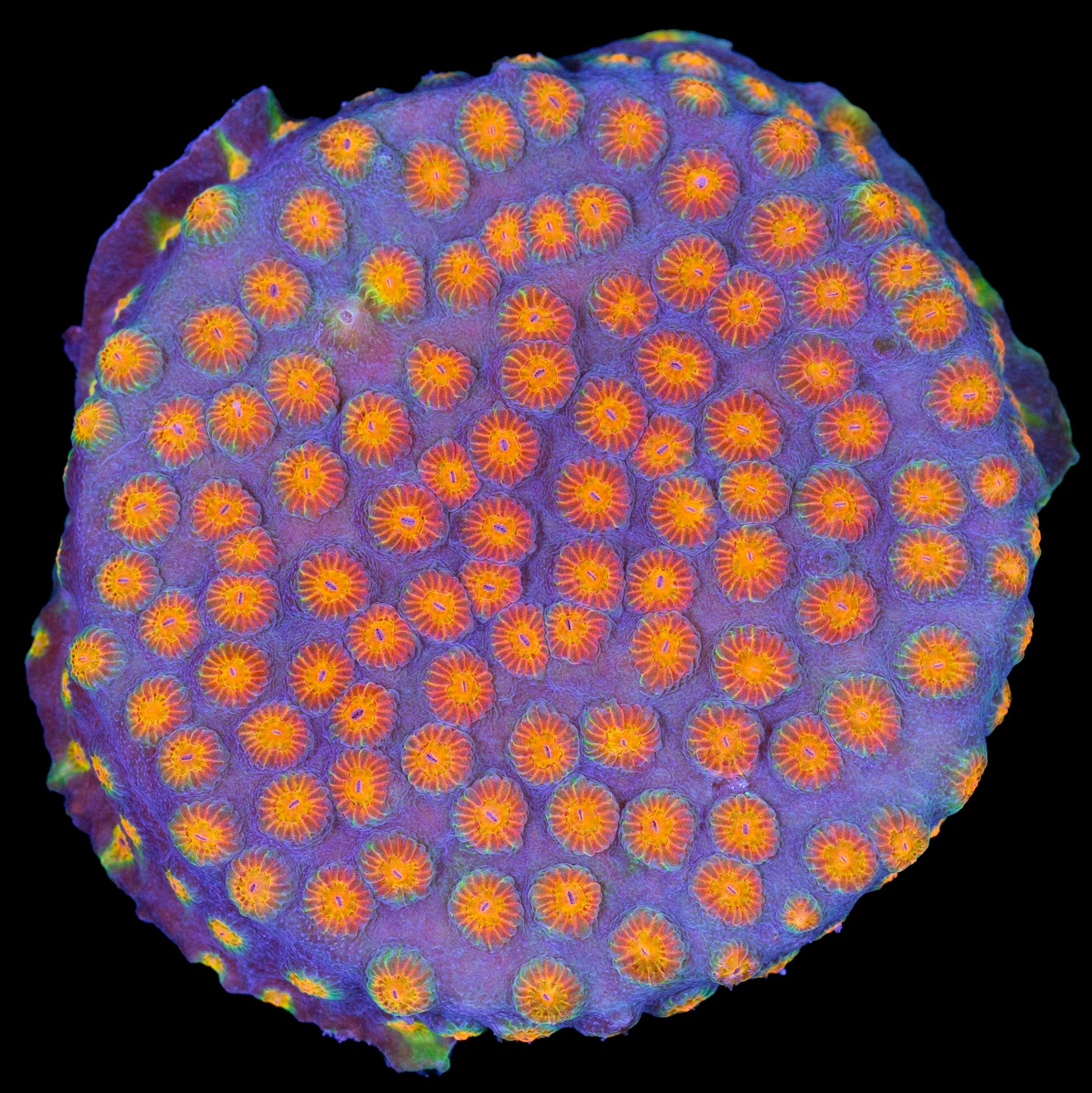 Rainbow Cyphastrea Coral