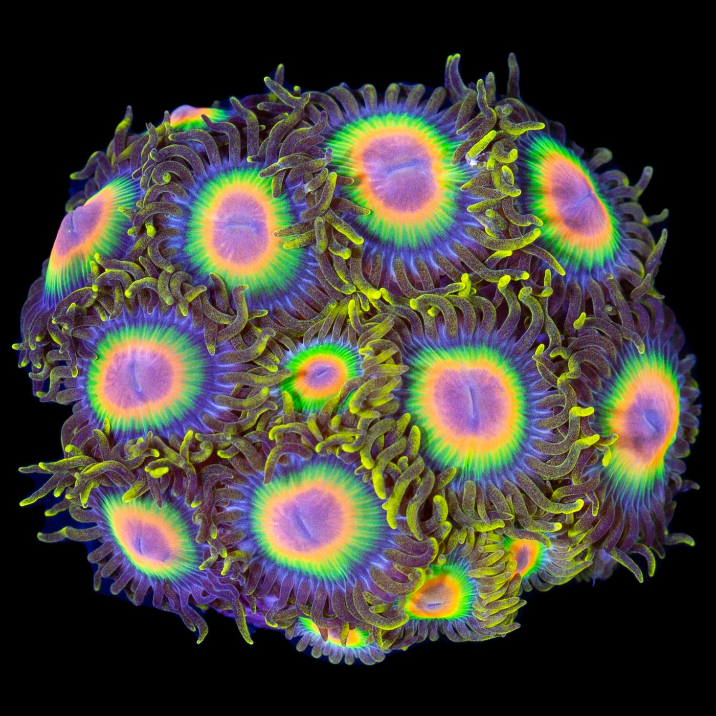 Beginner Corals for Sale Buy Beginner Corals Live Coral Rare