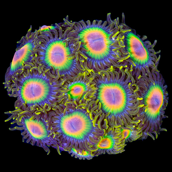 Rasta Zoanthids Buy Live Coral for Sale Vivid Aquariums