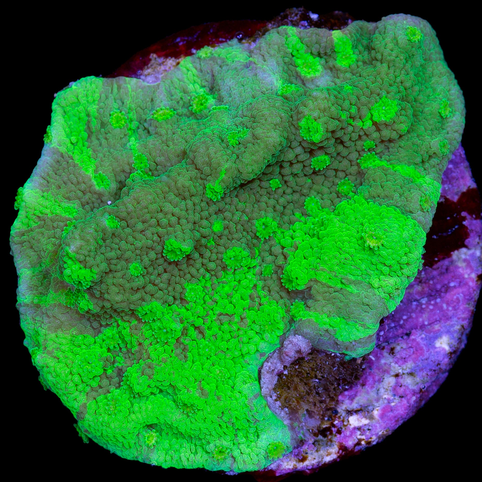 Toxic Grafted Cyphastrea Coral