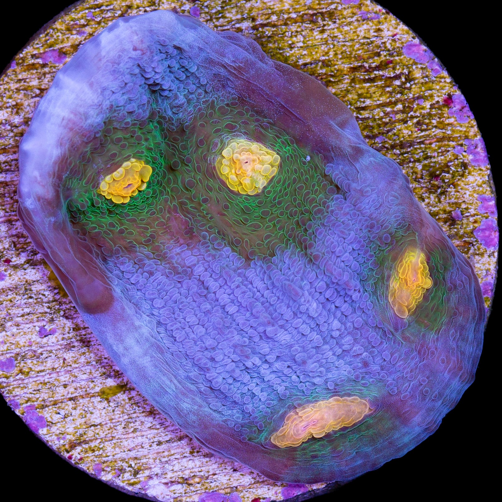 Solar Flare Mycedium Coral