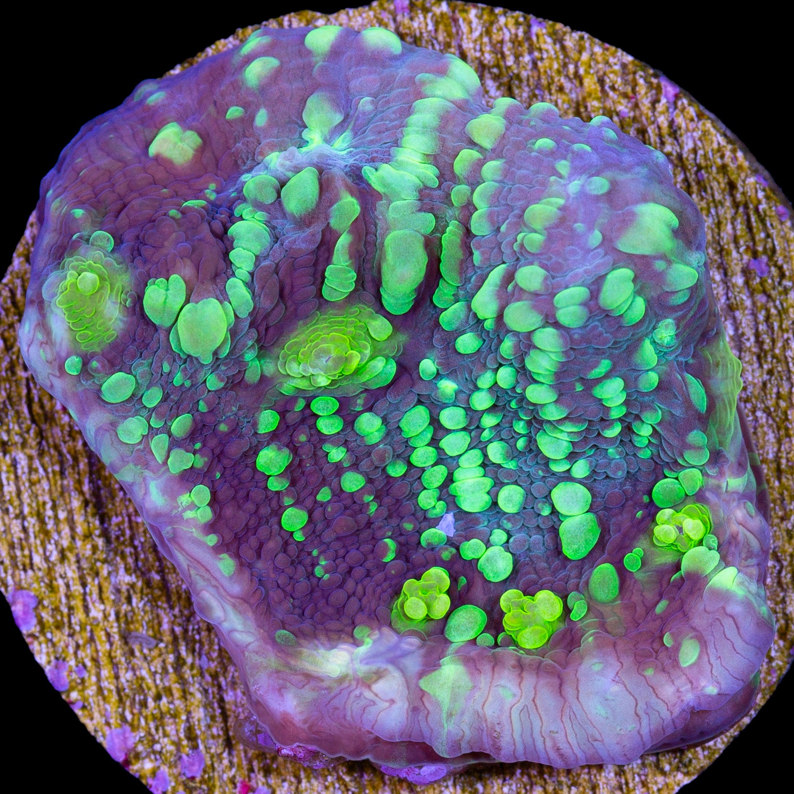 Vivid's Shooting Star Echinophyllia Coral