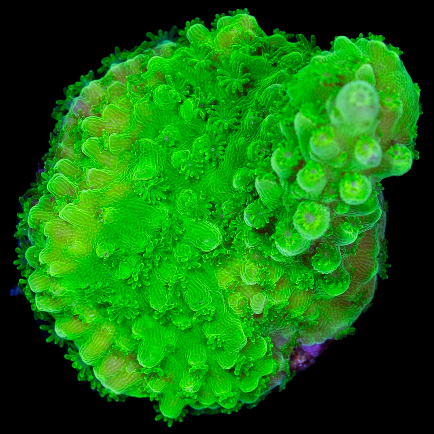 Bali Slimer Acropora Coral