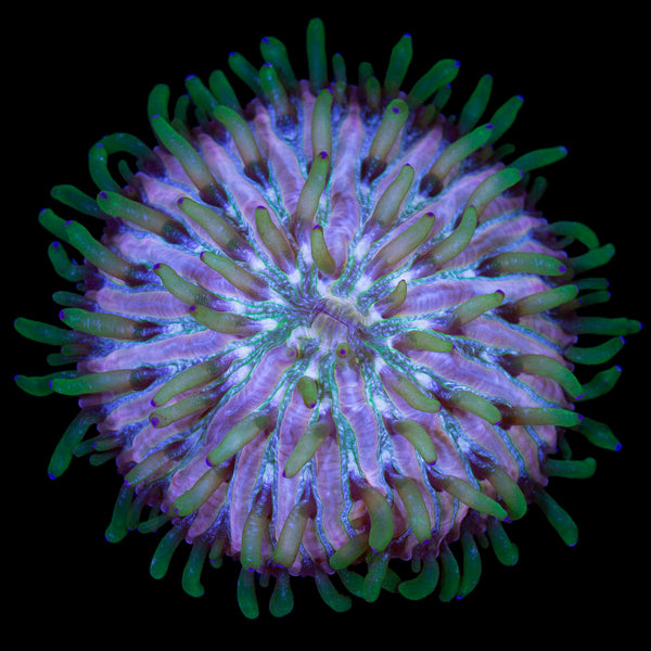 Royal Orchid Fungia Plate Coral | Buy Live Coral for Sale | Vivid